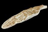 Fossil Plesiosaur Paddle - Goulmima, Morocco #164057-4